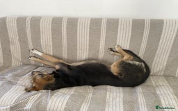 Mixed Breed dogs for sale: Very Special Mixed German Shepherd Girl (aged 3) - Image 6