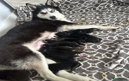 Mixed Breed dogs for sale: Huskadors/labskys - Image 1
