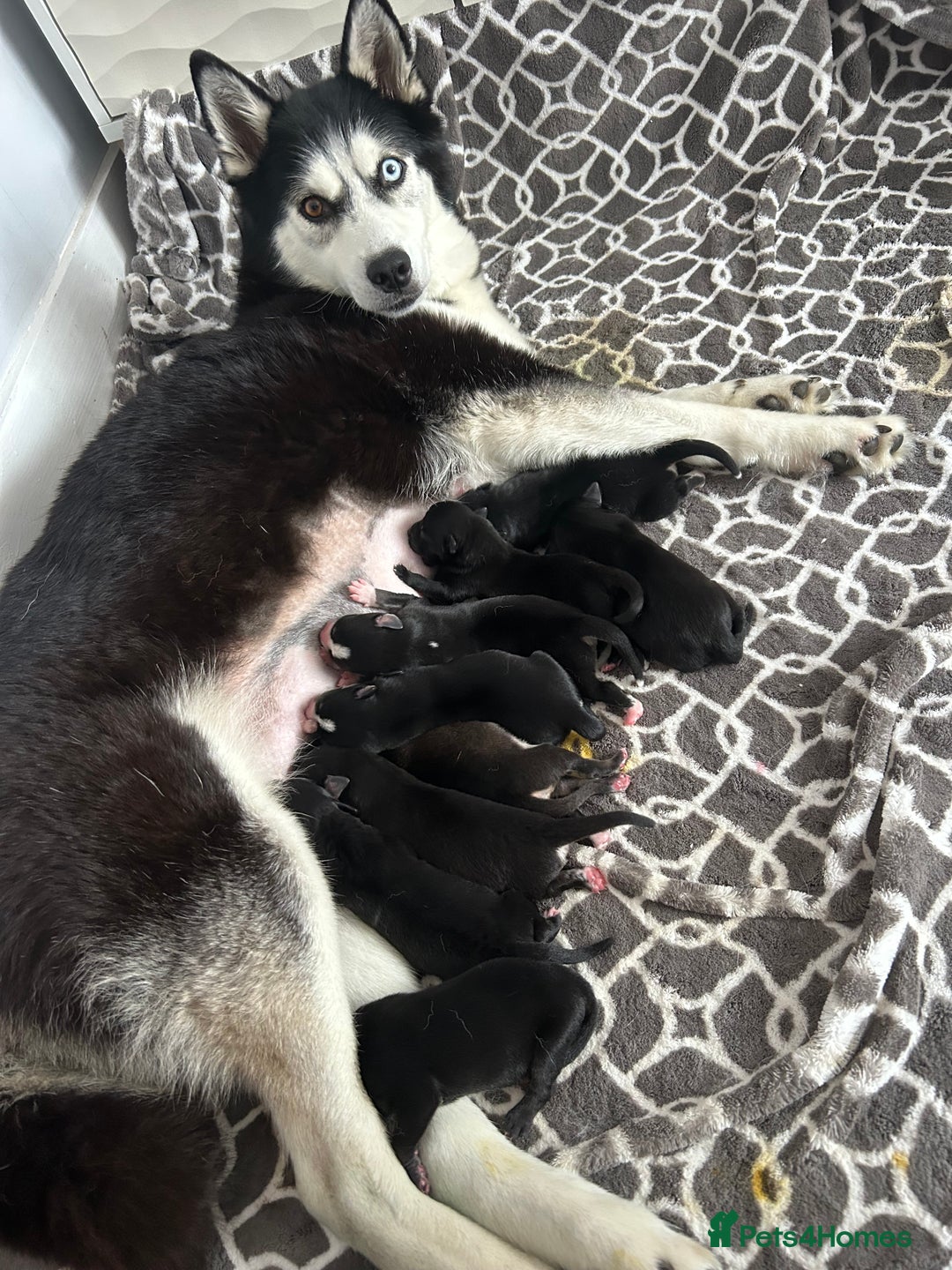 Mixed Breed dogs for sale: Huskadors/labskys - Image 1