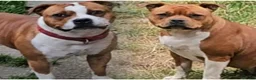 Staffordshire Bull Terrier dogs for sale: 🥨Future Red litter.🥨 - Advert 9