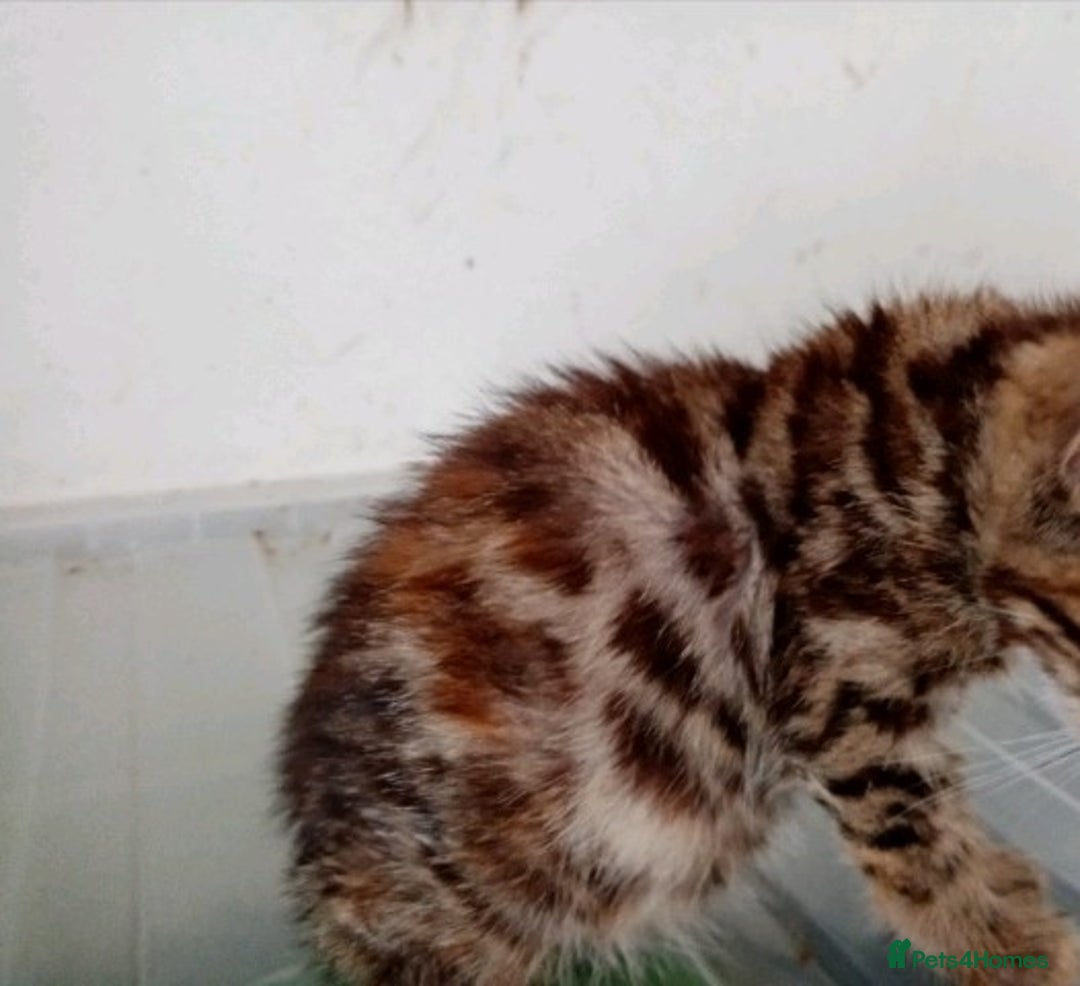 Bengal cats for sale: Beautiful Bengal Kittens - Image 2