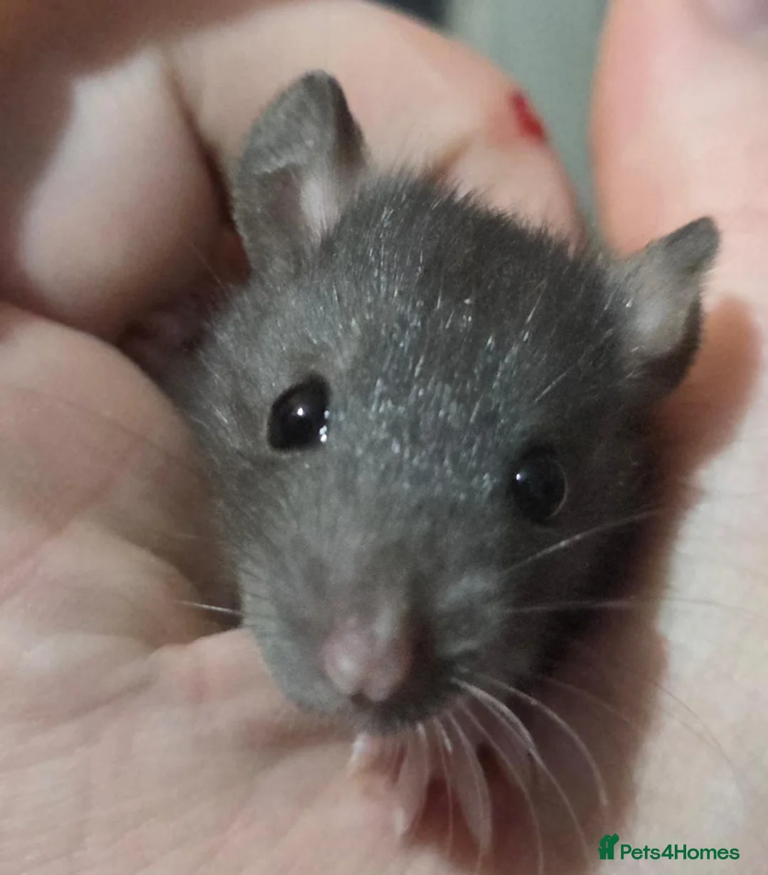 Rat rodents for sale: Dumbos and fancy rats sometimes balds.  - Advert 13