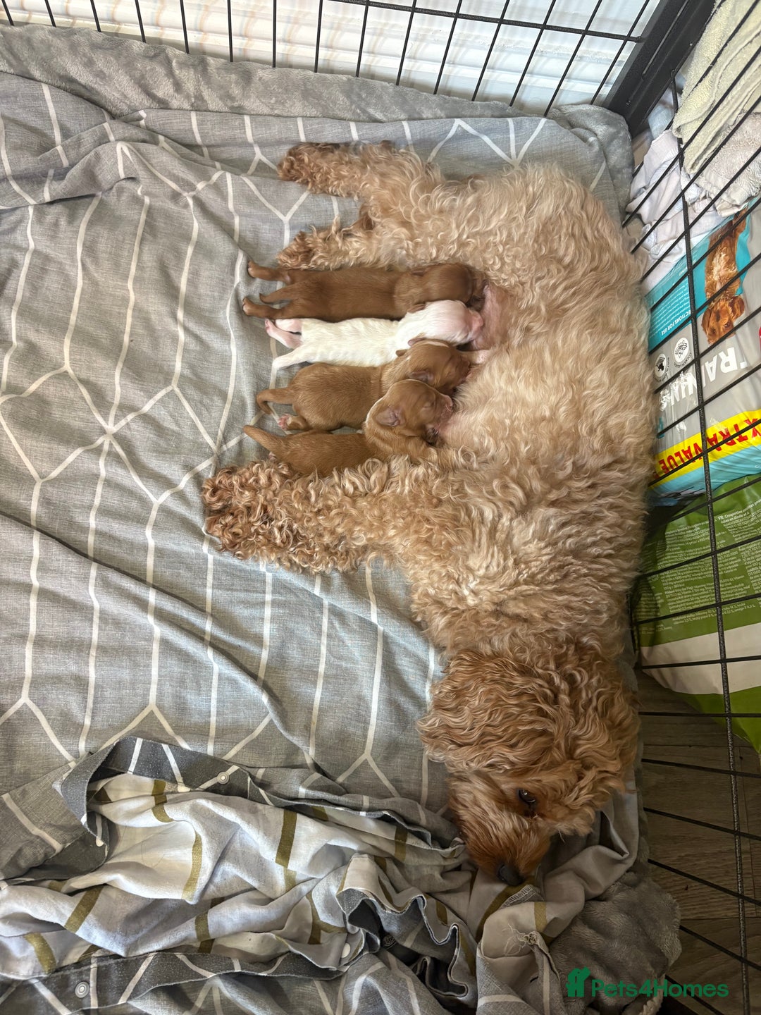 Cavapoo dogs for sale: Cavapoos - Image 8