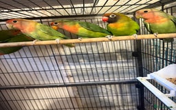 Lovebirds birds for sale: Love birds for sale  - Image 1