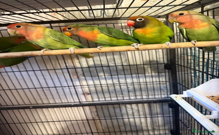 Lovebirds birds - Advert 1