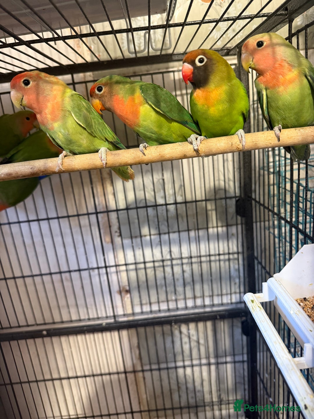 Lovebirds birds for sale: Love birds for sale  - Image 1
