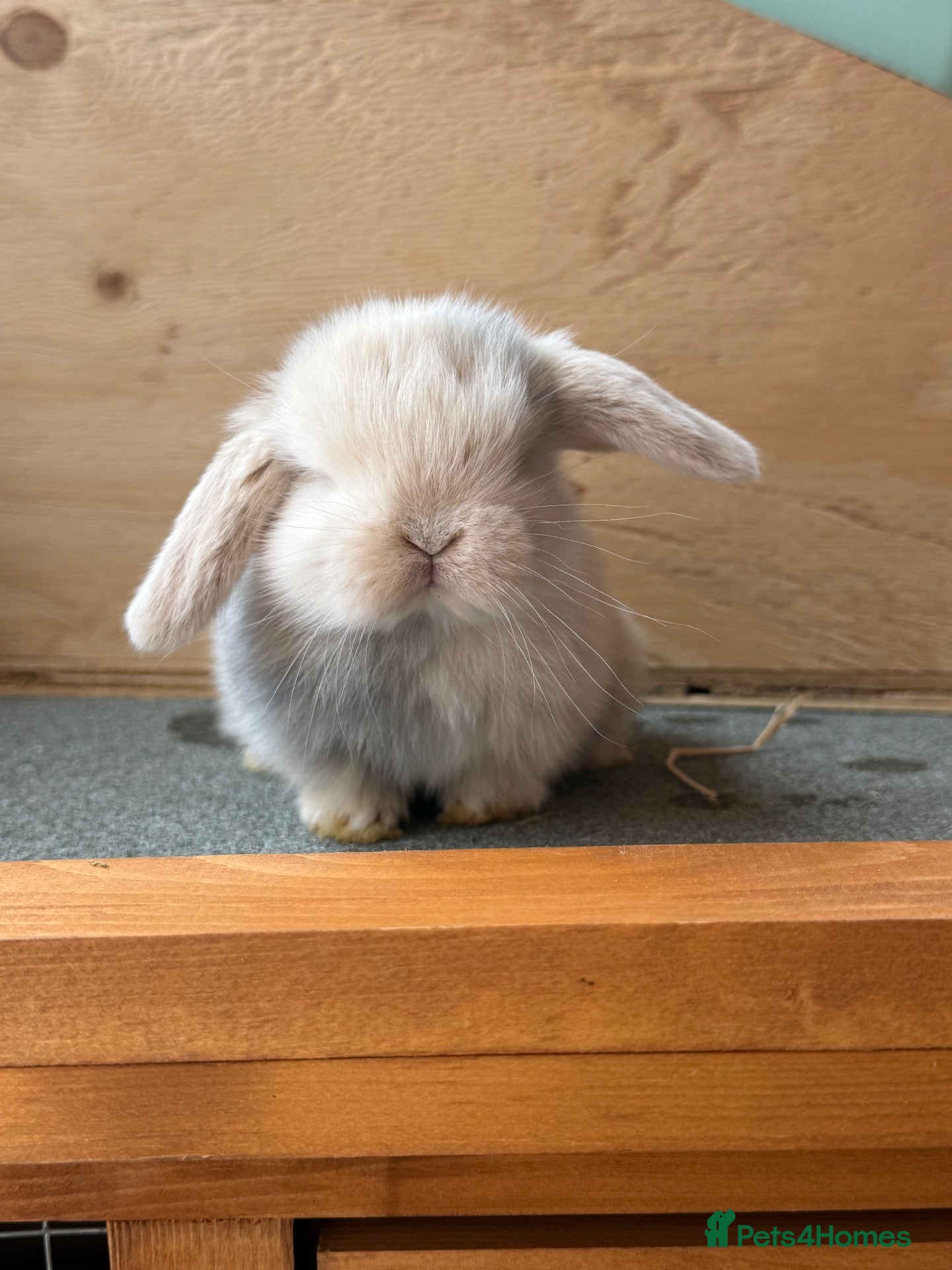 Mini Lop rabbits Beautiful Mini Lops  - Advert 4