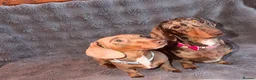 Miniature Dachshund dogs for sale: Miniature Dachshund Puppies - Advert 2