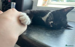 British Shorthair cats for sale: X2 male cats for sale BROTHERS  - Image 2