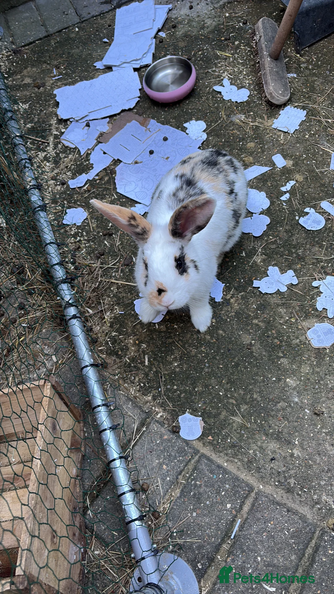 Dwarf Lop rabbits for sale: Bunnies looking for forever homes ❤️ - Advert 2