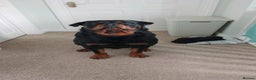 Rottweiler dogs for stud: Mr. Loki in Southampton - Advert 4