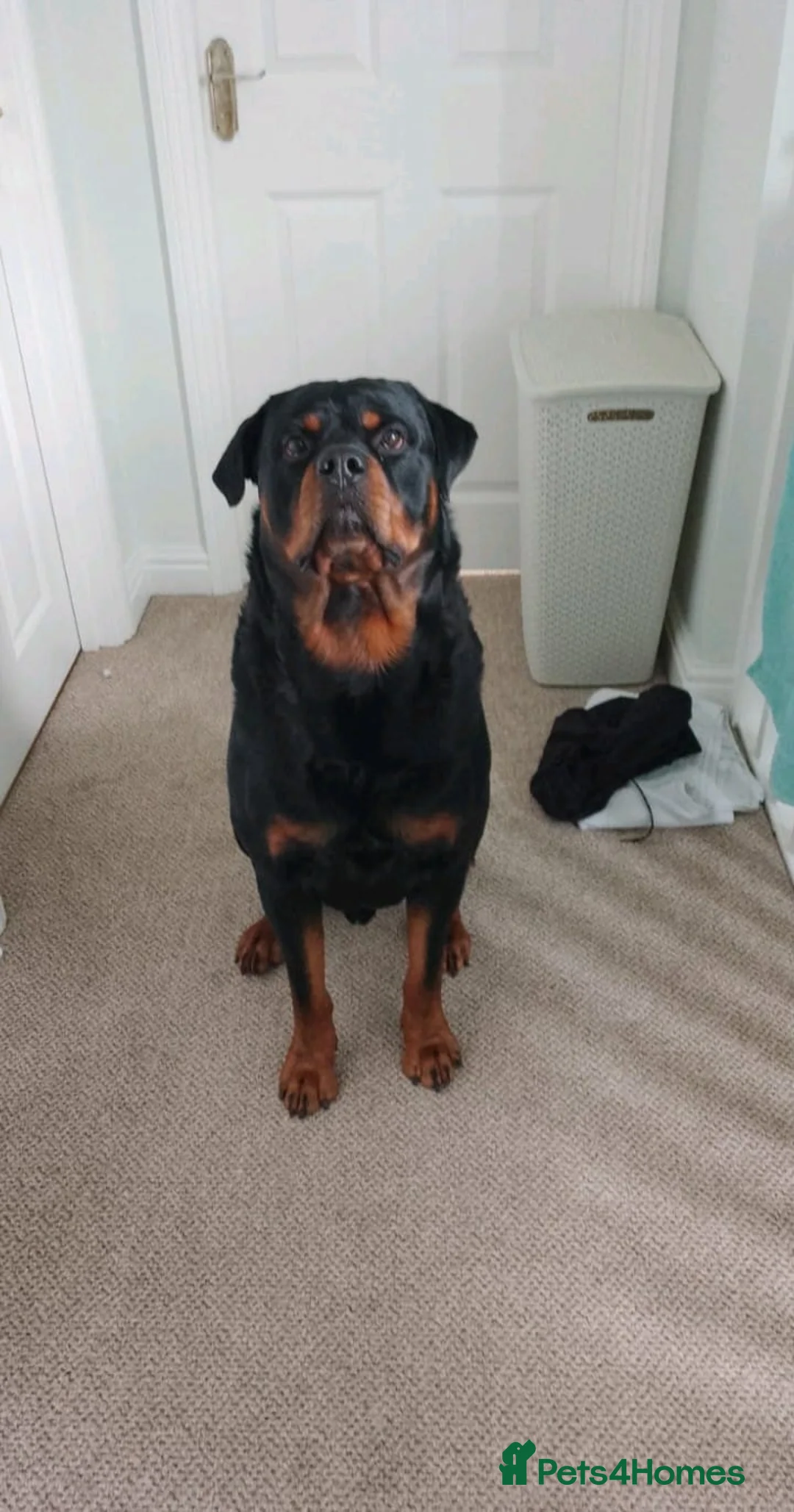 Rottweiler dogs for stud: Mr. Loki in Southampton - Advert 4