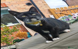 Domestic Shorthair cats for sale: Kittens - Image 2