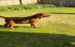 Labrador Retriever dogs for sale: Fox Red /  Mahogany Labradors  - Image 16