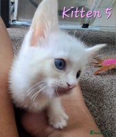 Mixed Breed cats - Advert 7