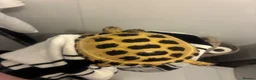 Tortoise reptiles for sale: Tortoise in Glasgow - Advert 1