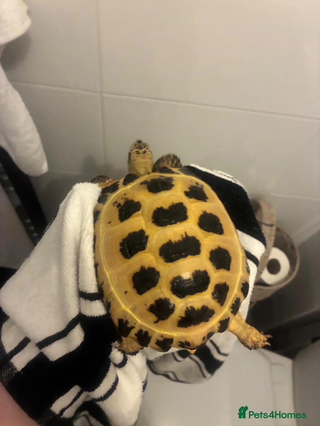 Tortoise reptiles for sale: Tortoise in Glasgow - Advert 1