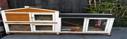Guinea Pig rodents for sale: 2 lovely boys with all the gear in Rushden - Advert 7
