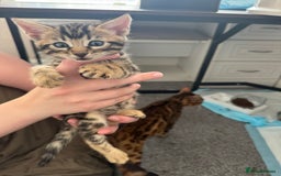 Bengal cats for sale: Beautiful Bengal mixed kittens - Image 16