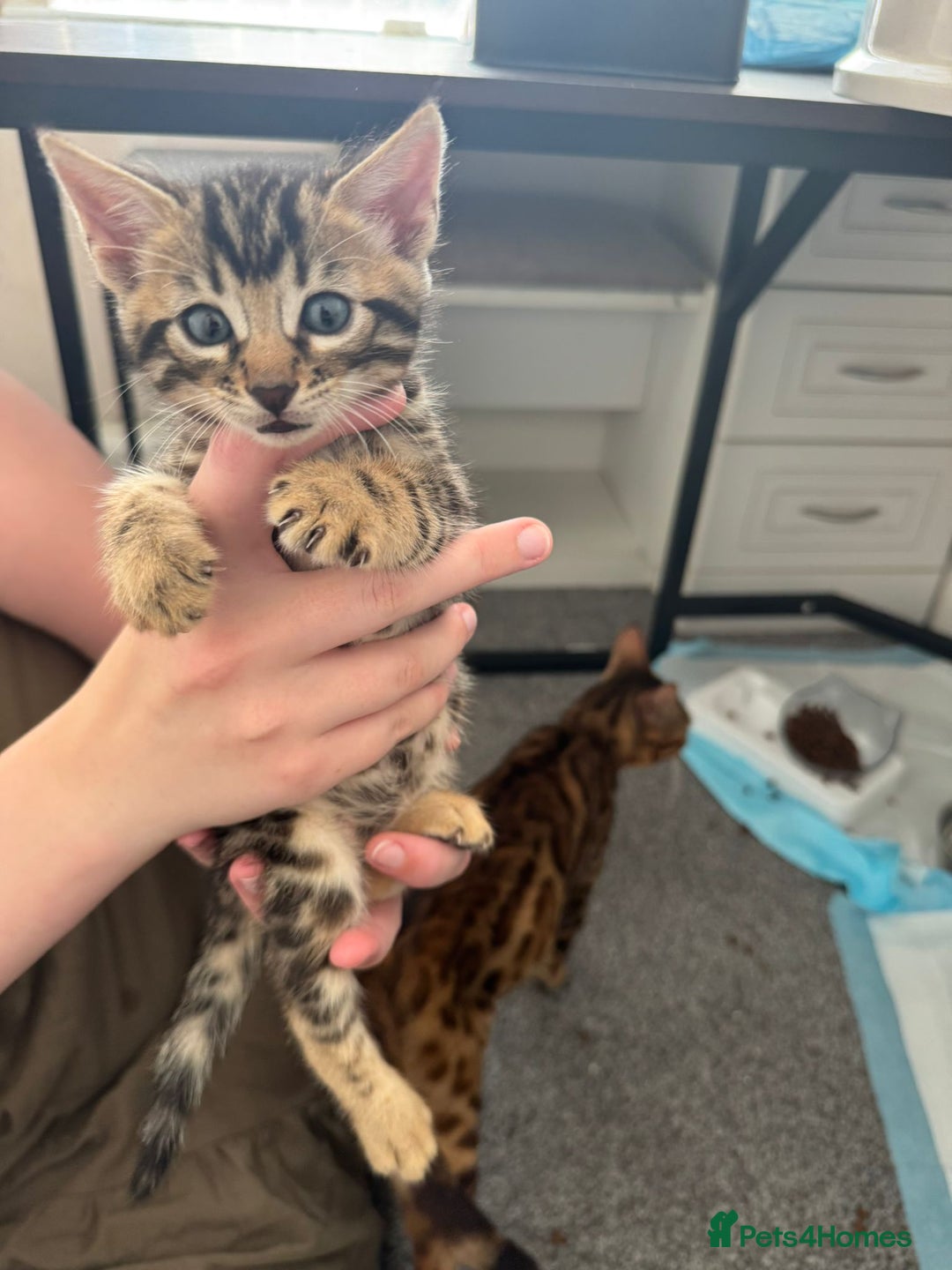Bengal cats for sale: Beautiful Bengal mixed kittens - Image 16