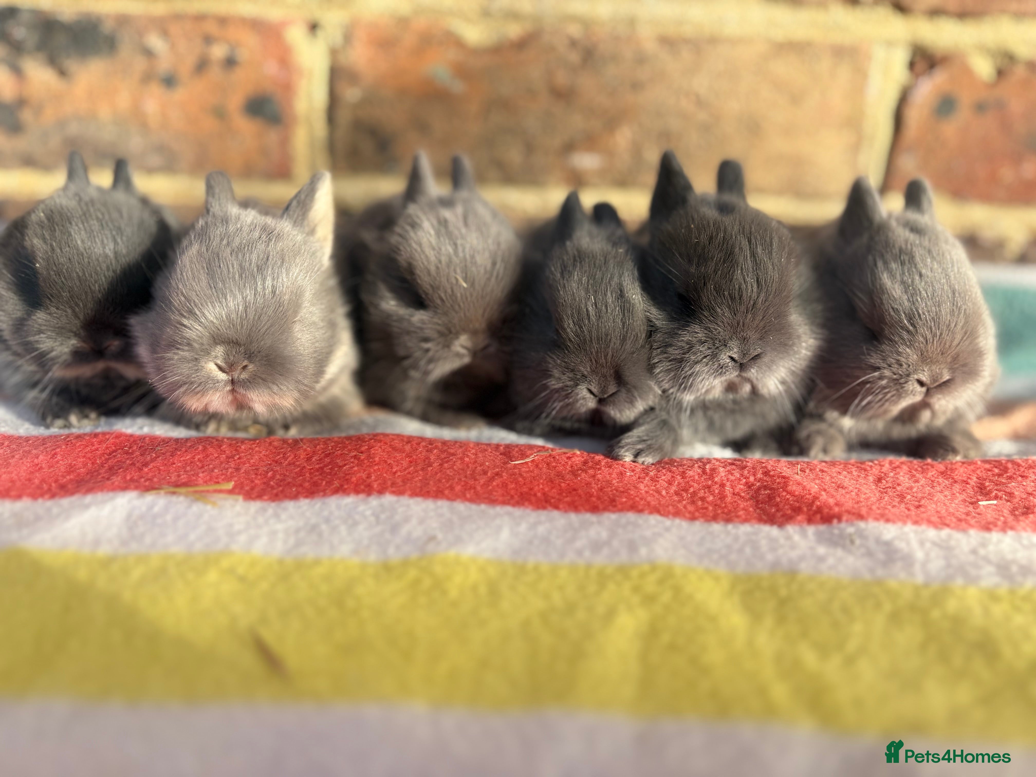 Netherland Dwarf rabbits Sweet Blue Netherland Dwarf bunnies  - Advert 17