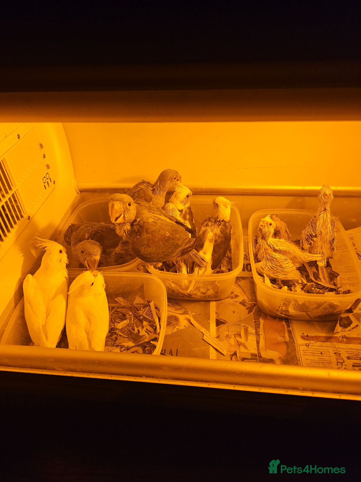 Cockatiels birds Cockatiel - Advert 11