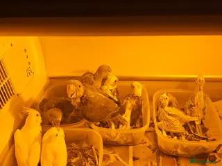 Cockatiels birds Cockatiel - Advert 10