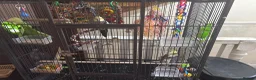 Cockatiels birds for sale: Cockatiel Pair – Beautiful & Well Cared For in Manchester - Advert 3