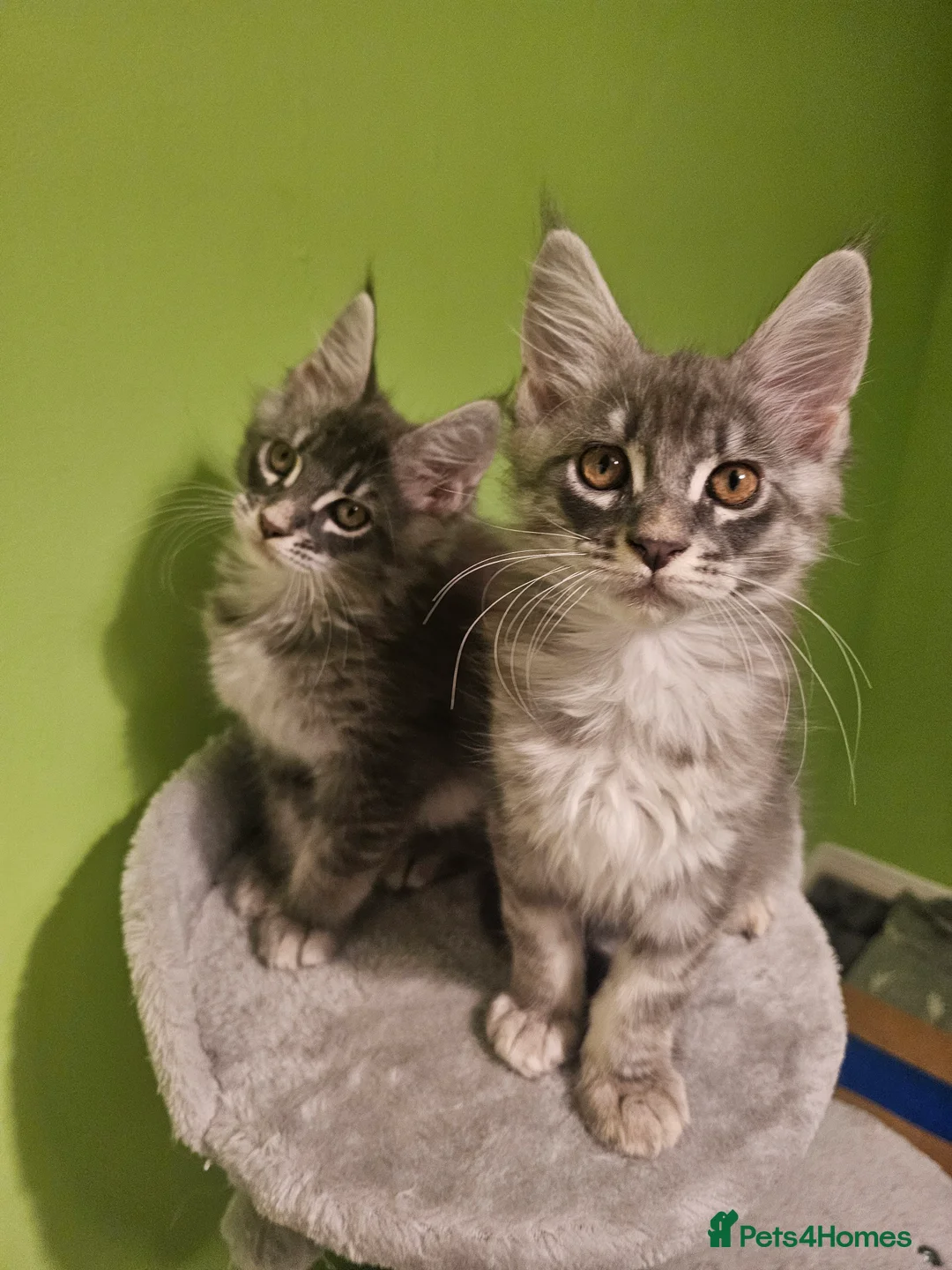 Maine Coon cats for sale: Last 2 boys Champion bloodline maine coons TICA - Advert 1