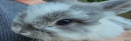 Mini Lop rabbits for sale: Male mini lop last one ready for new home  - Advert 1