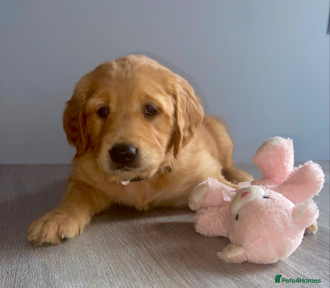 Golden Retriever dogs for sale: Gorgeous kc red golden retrievers  - Image 1