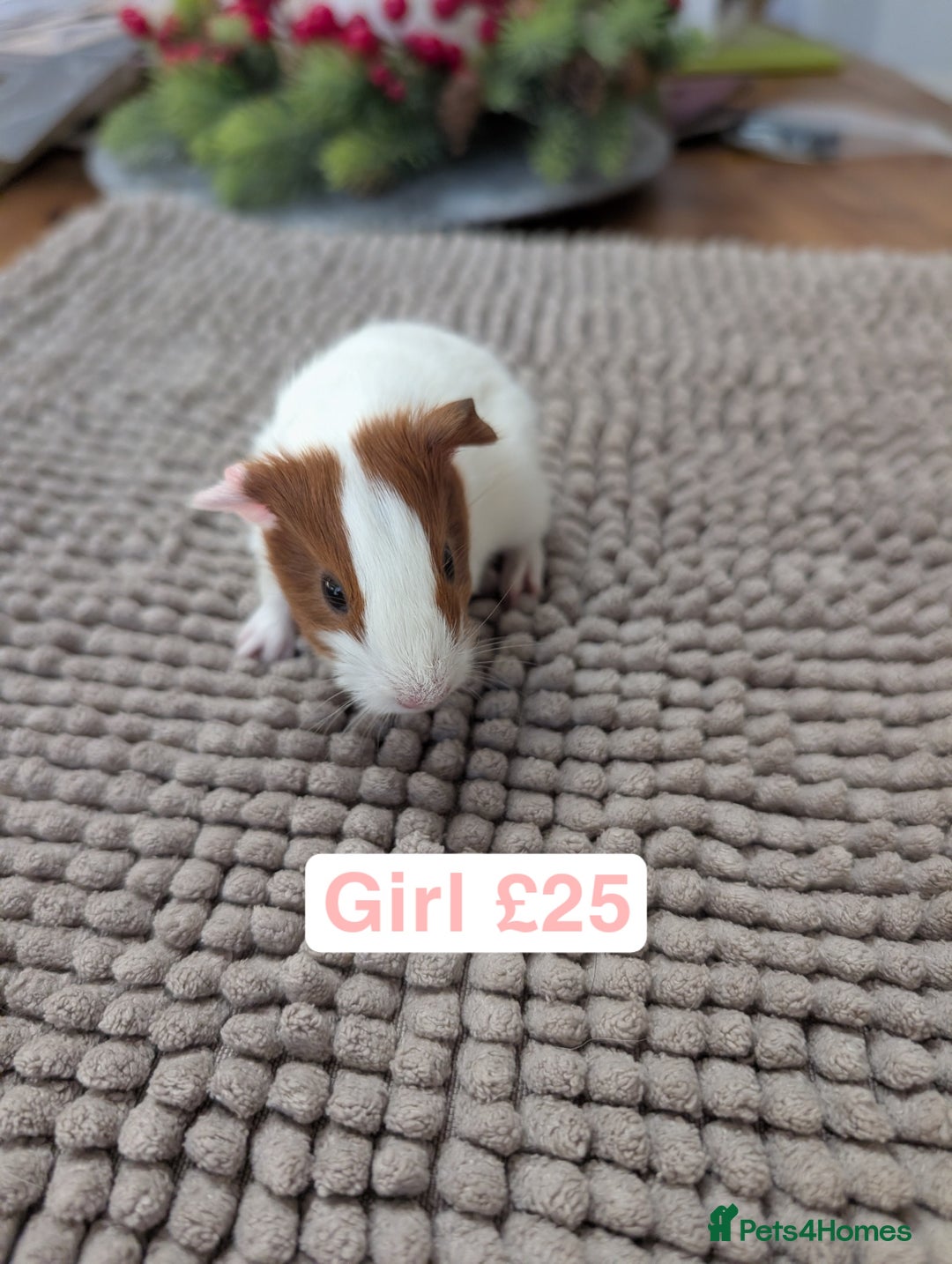 Guinea Pig rodents for sale: Baby guinea pigs girls and boys   - Advert 3