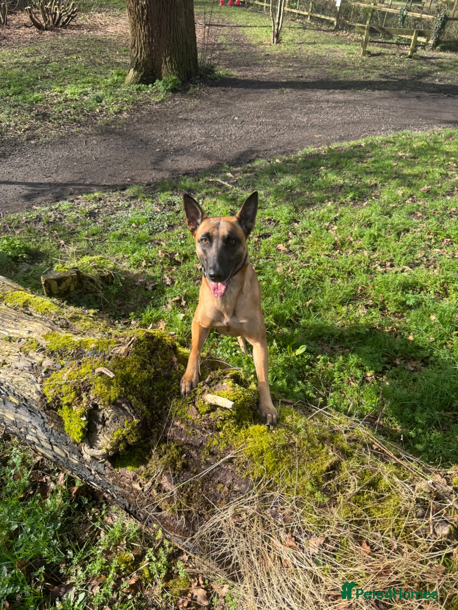 Belgian Shepherd Dog dogs for sale: 8 beautiful babies  in St Albans - Advert 1