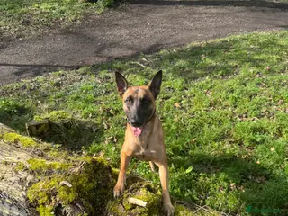 Belgian Shepherd Dog dogs 8 beautiful babies - Advert 4