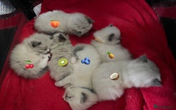 Ragdoll cats for sale: ✨Ragdoll Kittens Available – European Lines ✨ - Image 10