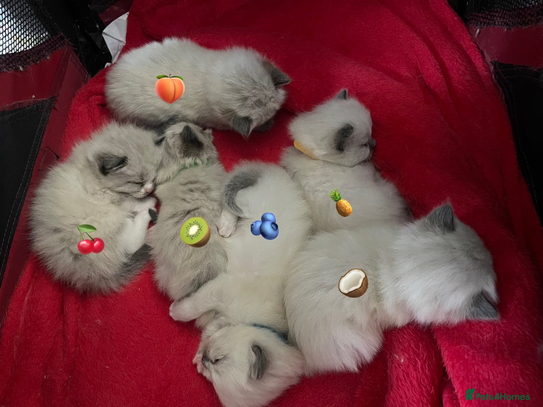 Ragdoll cats for sale: ✨Ragdoll Kittens Available – European Lines ✨ - Image 10
