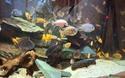 Cichlids fish for sale: Cichlids & Bristlenose Plecos - Image 3