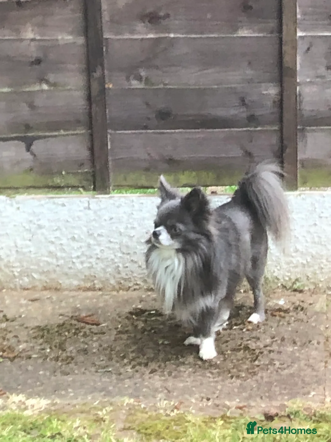 Chihuahua dogs for stud: Chihuahua  in Birmingham - Advert 7