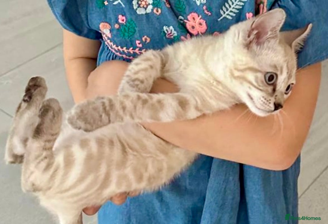 Bengal cats for sale: 🏆🎉New Pedigree Tica Mini Leopards Ready Soon🎉🏆 - Advert 29