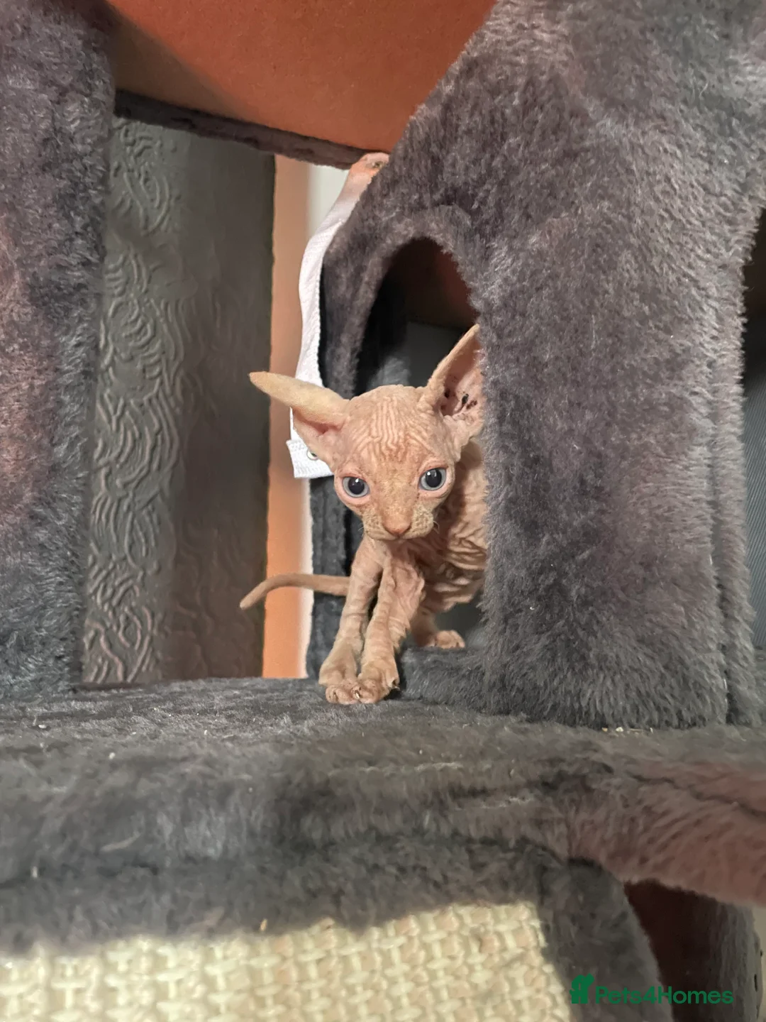 Sphynx cats for sale: Beautiful sphynx kittens for sale  - Advert 2