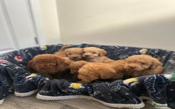 Cockapoo dogs for sale: 8 weeks old beautiful Cockapoo puppies  - Image 24