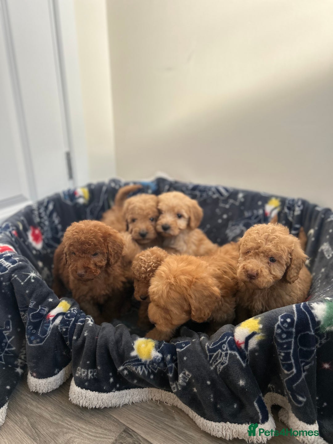 Cockapoo dogs for sale: 8 weeks old beautiful Cockapoo puppies  - Image 24
