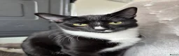 Mixed Breed cats for sale: Black and white male kitten - Advert 4