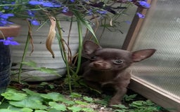 Chorkie dogs for sale: Chorkie puppies for forever homes  - Image 24