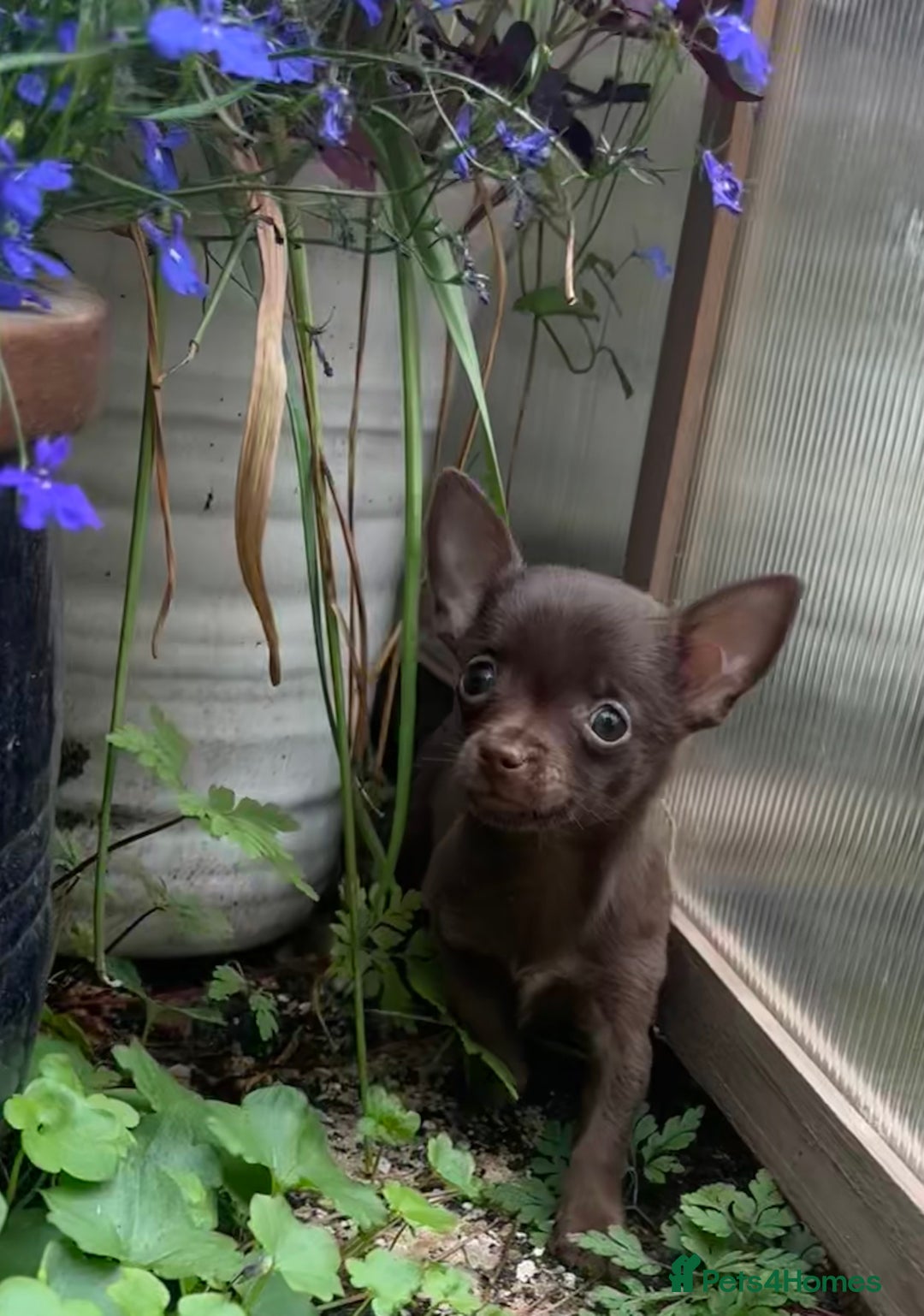 Chorkie dogs for sale: Chorkie puppies for forever homes  - Image 24