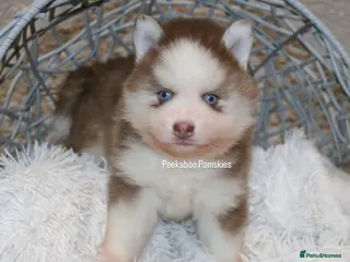 Pomsky dogs 1 Available F4 Mini Pomsky - Advert 2