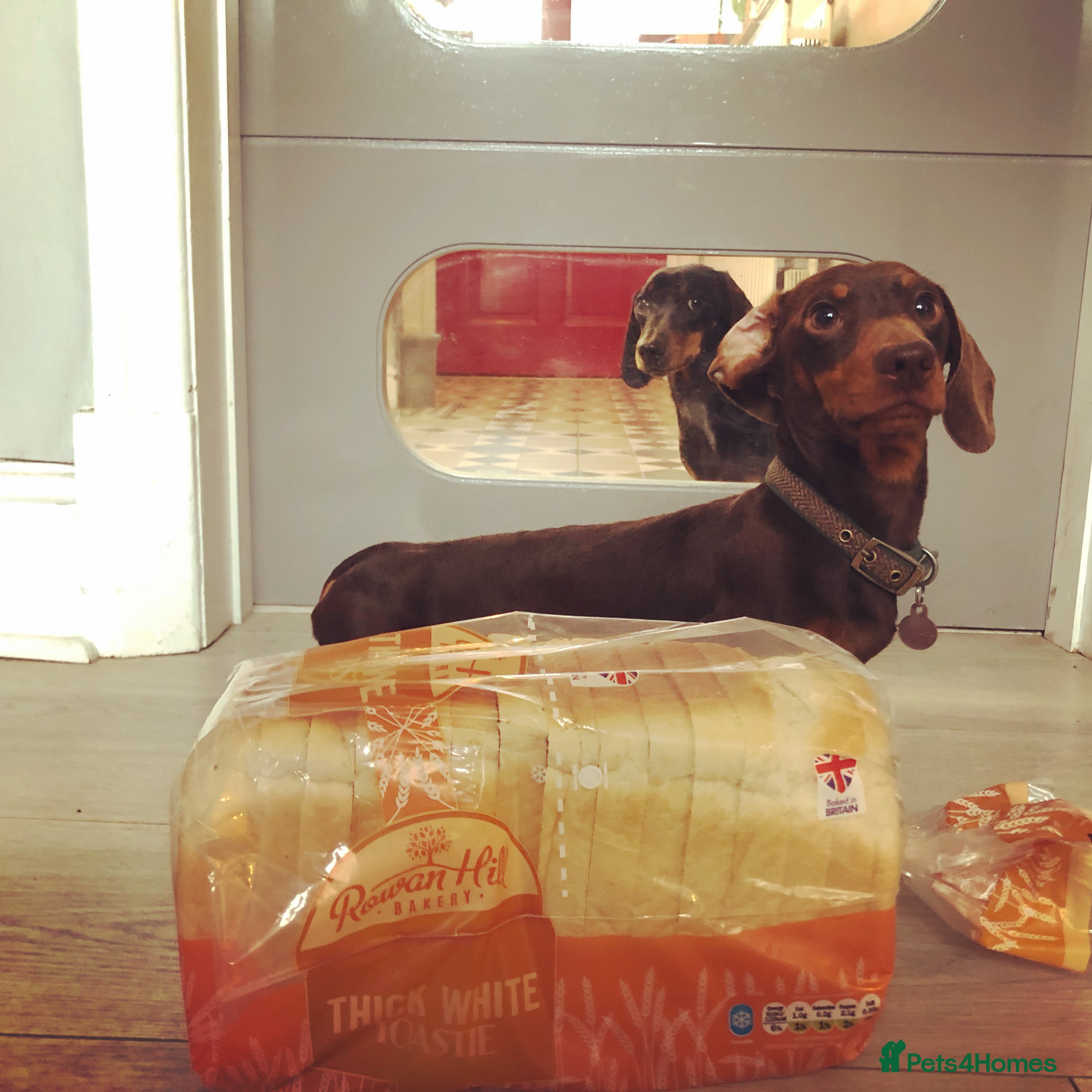 Miniature Dachshund dogs 4kg KC tiny expert STUD solid genes 100% record in Rochdale - Advert 4