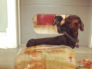 Miniature Dachshund dogs in Rochdale - Advert 32