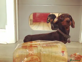 Miniature Dachshund dogs 4kg KC tiny expert STUD solid genes 100% record in Rochdale - Advert 7