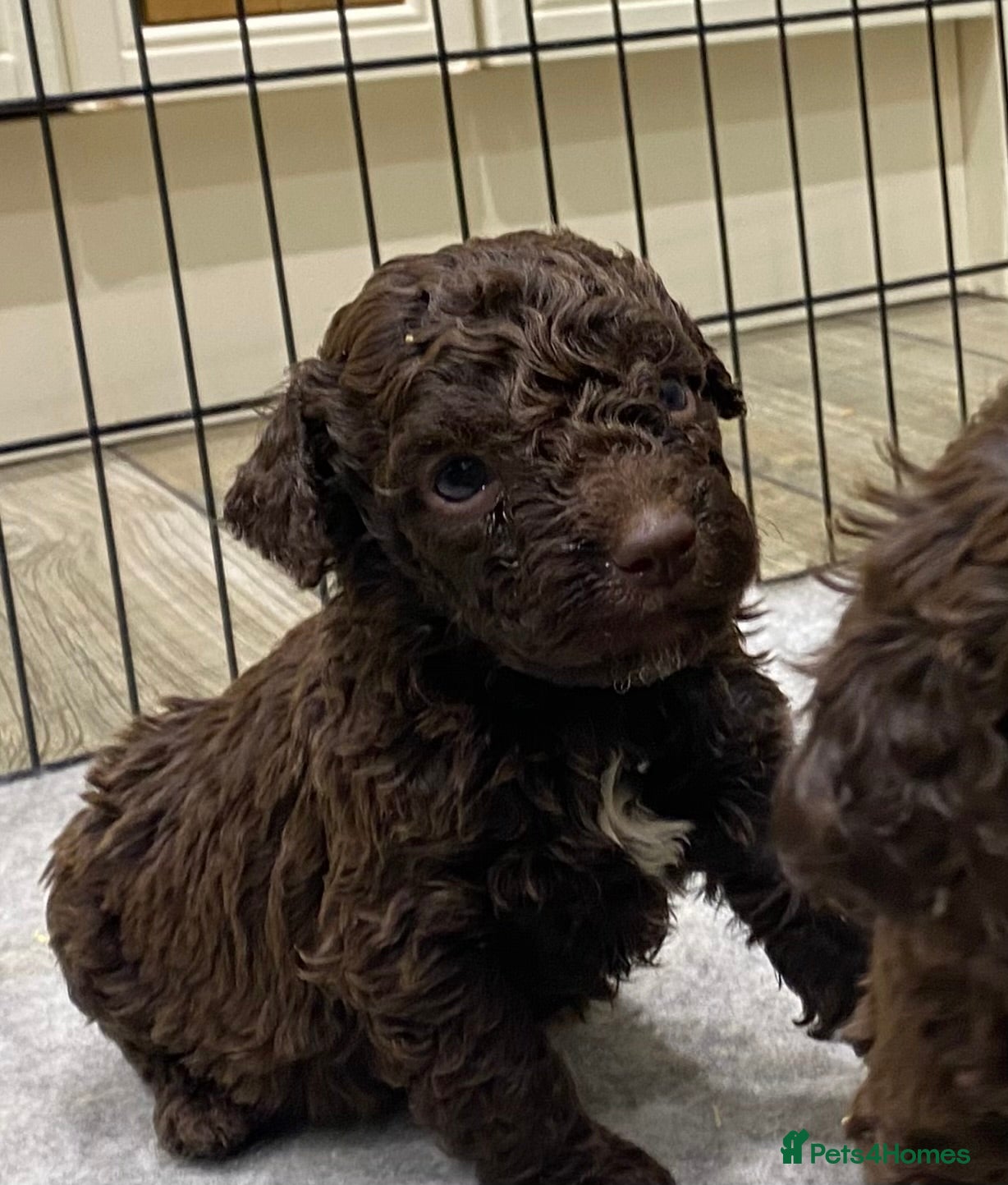 Lagotto Romagnolo dogs Lagotto romagnolo Puppies  - Advert 3